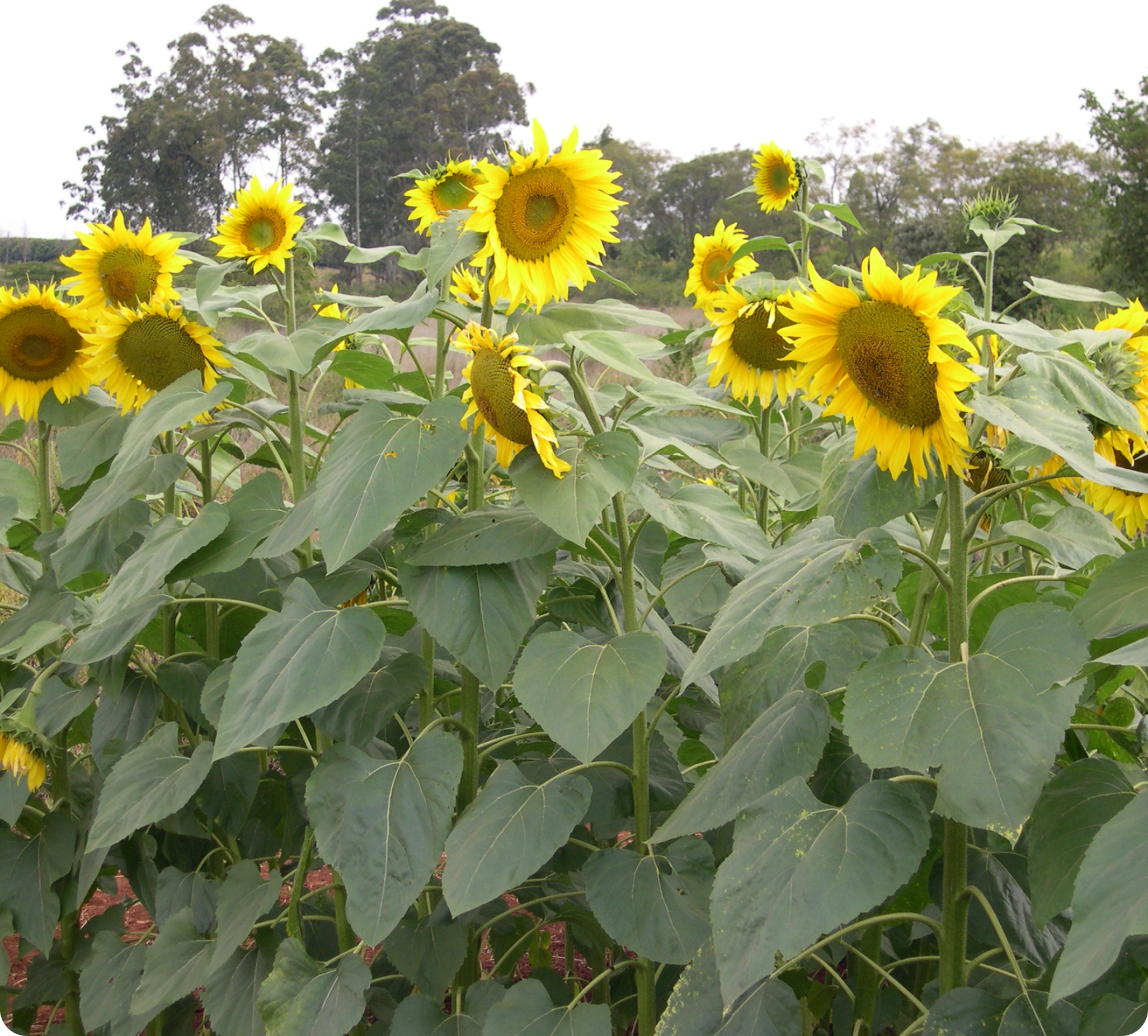 Kenya Seed Company