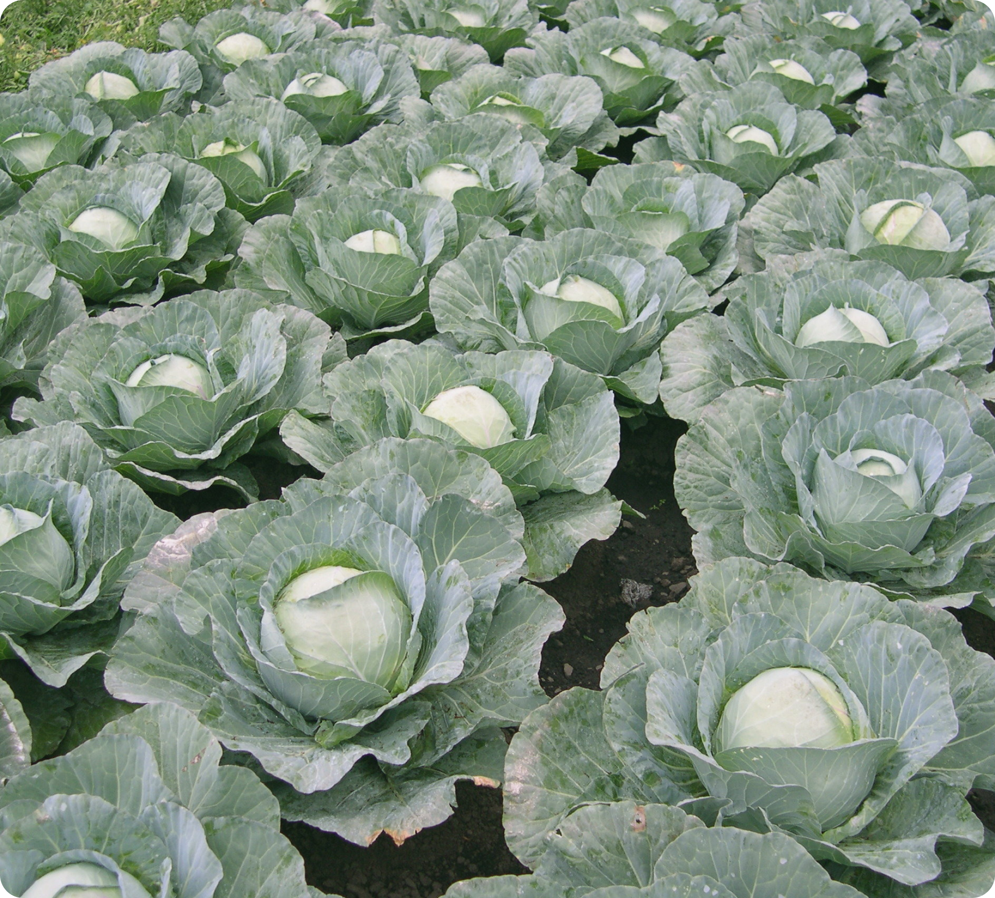 Kenya Seed Company